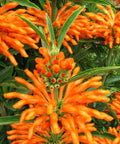 Klip Dagga (Leonotis nepetifolia) originates in Africa, Southern India, where the leaves and flower petals of the plant have been used in traditional healing practices for many centuries.