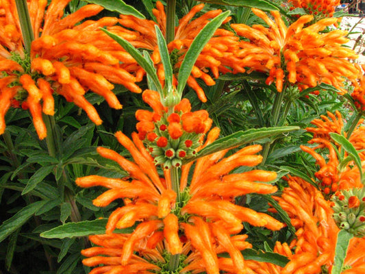 Klip Dagga (Leonotis nepetifolia) originates in Africa, Southern India, where the leaves and flower petals of the plant have been used in traditional healing practices for many centuries.