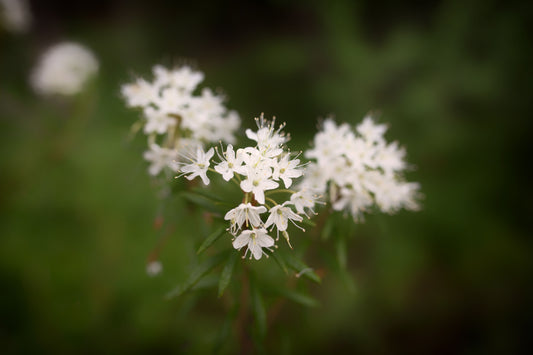 Labrador Tea (Rhododendron tomentosum) originates in the coldest parts of North America. Labrador Tea has a long history of use amongst Indigenous Americans for its health supporting properties.