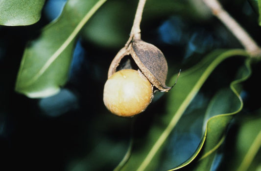 Our organically crafted Macadamia Nut Oil is cold-pressed from the nuts of the Macadamia integrifolia tree, which originates in Australia.