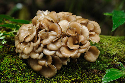 Maitake (Grifola frondosa) is a polypore mushroom that grows throughout Asia and North America. Maitake is highly revered in Traditional Chinese Medicine and Traditional Japanese Herbalism for its powerful health supporting properties.