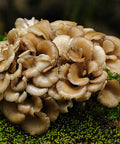 Maitake (Grifola frondosa) is a polypore mushroom that grows throughout Asia and North America. Maitake is highly revered in Traditional Chinese Medicine and Traditional Japanese Herbalism for its powerful health supporting properties.
