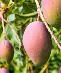 Our Mango Kernel Oil is cold-pressed from the seeds of the Mangifera indica fruit to produce a lightweight, nourishing oil known for its softening and regenerative properties.
