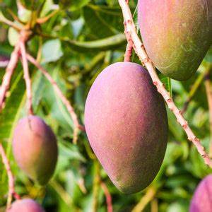 Our Mango Kernel Oil is cold-pressed from the seeds of the Mangifera indica fruit to produce a lightweight, nourishing oil known for its softening and regenerative properties.