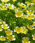 Our Meadowfoam Oil is cold-pressed from the seeds of Limnanthes alba.&nbsp;