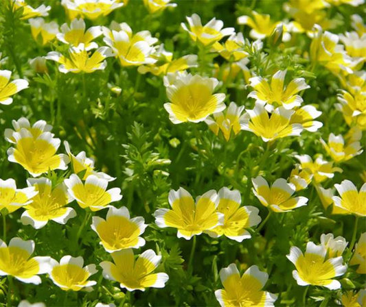 Our organically crafted Meadowfoam Seed oil is cold pressed from the seeds of the Limnanthes alba plant.