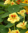 This Nasturtium Leaf Tincture is made from fresh, locally grown Nasturtium leaves from the Fraser Valley.&nbsp;