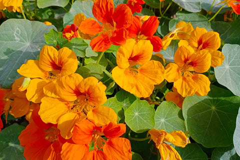 Fresh Nasturtium Flower Tincture