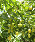 Our Neem Oil is cold-pressed from the organically grown seeds of the Azadirachta indica tree. Neem Oil is revered for its powerful purifying, soothing, and protective properties.