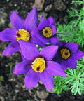 Pulsatilla (Pulsatilla vulgaris) originates in Europe and Southwestern Asia and has a long history of use in traditional healing for its health supporting properties.