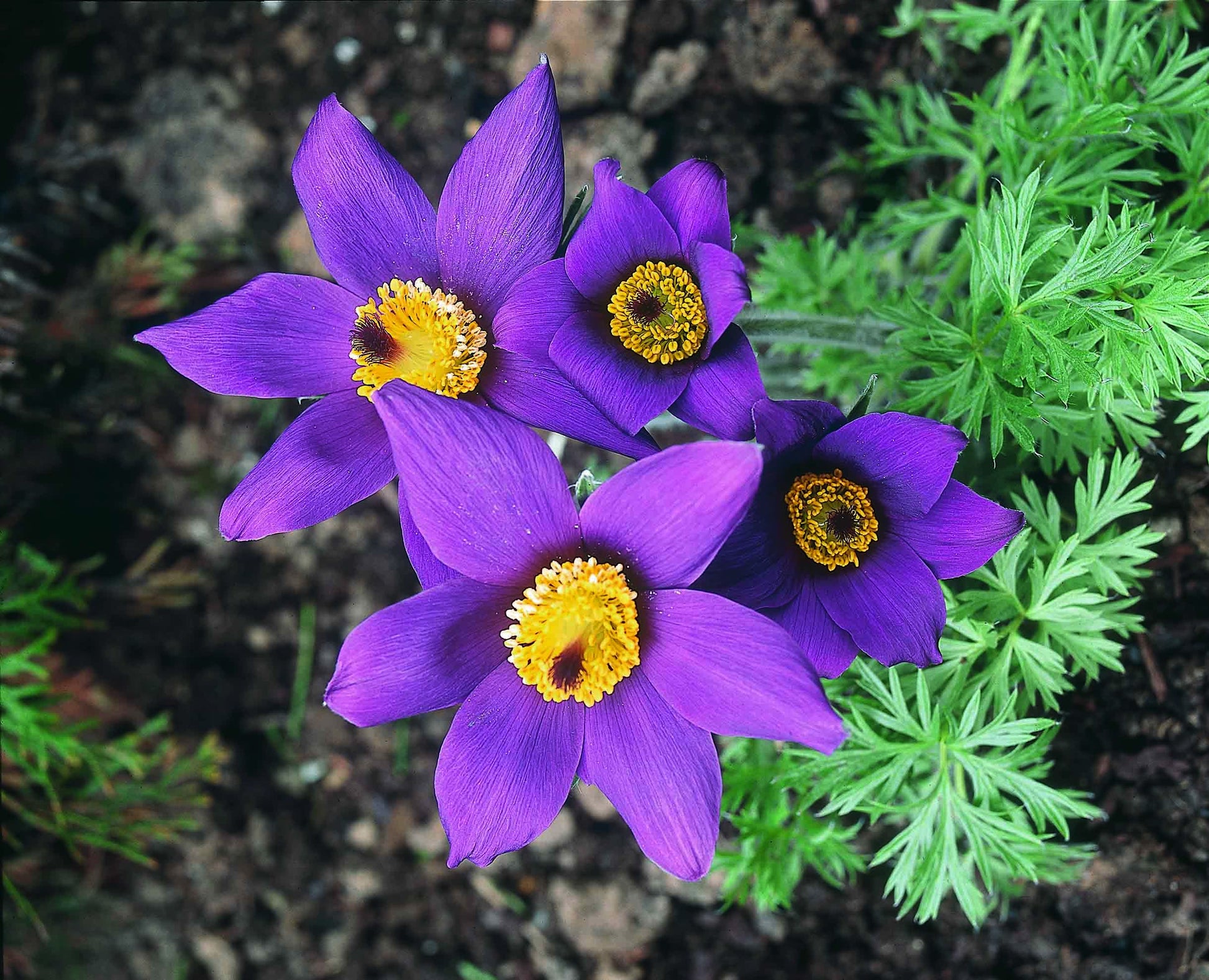 Pulsatilla (Pulsatilla vulgaris) originates in Europe and Southwestern Asia and has a long history of use in traditional healing for its health supporting properties.