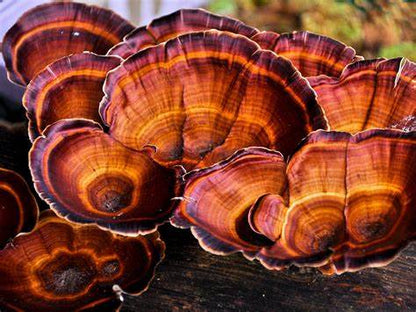 Reishi (Ganoderma lucidum) originates in North America, Asia and Europe. Reishi has a long history of use in Traditional Chinese Medicine (TCM) where it is also known as lingzhi or "the mushroom of immortality".