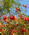 Our Rosehip Oil is cold-pressed from the organically grown seeds of Rosa canina. Rosehip Oil is cherished for its rejuvenating, restorative benefits for skin health.