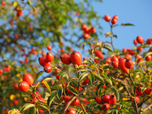 Our organically crafted Rosehip carrier oil is cold pressed from the seeds, or hips, of the wild rose shrub Rosa rubiginosa which originates in the southern Andes of Chile.