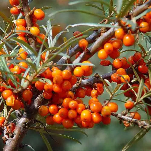 Our organically crafted Seabuckthorn Seed Oil is extracted from the seeds of the tart, orange berries of Hippophae Rhamnoides, a thorny shrub that thrives in the extreme weather, high altitudes and rocky soil of the the cold-temperate regions of Europe and Asia. 