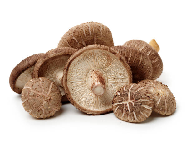 Shiitake (Lentinula edodes) originates in Southeast Asia and can be found on the decaying deciduous trees in warm, moist climates. Shiitake has a long history of use for its powerful health supporting properties in Traditional Chinese Medicine (TCM) as well as a culinary mushroom.