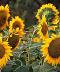 Our Sunflower Oil is cold-pressed from the organically grown seeds of Helianthus annuus and valued for its light, non-greasy texture and skin-loving nutrients.