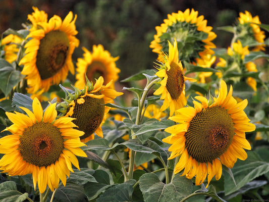 Renowned for centuries, Sunflower Oil has been a prized ingredient with a long history of use in various cultures as a potent skincare elixir. Our organically crafted Sunflower oil is cold-pressed from the Helianthus annuus plant.