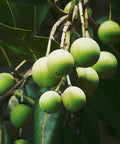 Our Tamanu (Foraha) Oil is cold-pressed from the organically grown nuts of the Calophyllum inophyllum tree and is revered for its powerful skin-regenerating and healing properties.