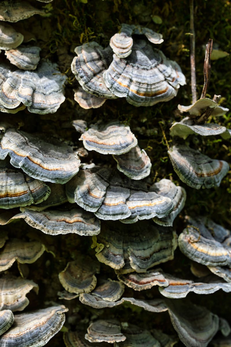 Turkey Tail (Trametes versicolor) grows abundantly around the world and is a well-known medicinal mushroom that has a long history of use in many modalities of traditional healing for its powerful health supporting properties. In Traditional Chinese Medicine (TCM) Turkey Tail is believed in increase qi, support the lungs and clear dampness.