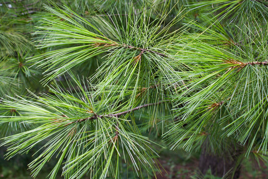 White Pine Needle (Pinus strobus) is a highly revered plant ally that grows abundantly in Eastern North America. White Pine comes from the tallest evergreen in the Northeast and has a long history of use for its many health supporting properties.