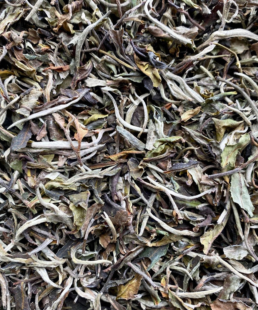 Organic Yunnan White Moonlight | Rare & Artisan Teas | Forage & Faire