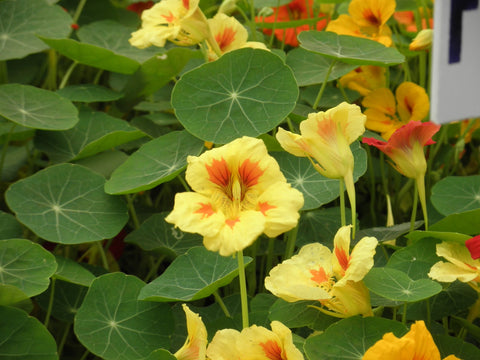 Fresh Nasturtium Leaf Tincture