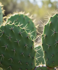 Prickly Pear Seed Oil is a luxurious, fast-absorbing botanical oil prized for its exceptional concentration of vitamin E, essential fatty acids, and antioxidants. Known for its lightweight feel and powerful skin-nourishing properties, it helps support a smooth, radiant complexion without clogging pores.