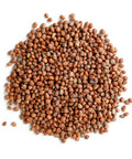 Radish Seeds (Lai Fu Zi), the seeds of Raphanus sativus, are cherished in TCM traditions for their role in harmonizing digestion and promoting a sense of lightness. These seeds are often used in herbal rituals to support digestive ease and balance. Ideal for apothecary collections and mindful herbal practices.